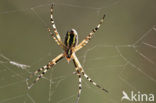 wasp spider (Argiope bruennichi)