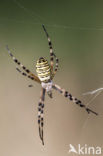 wasp spider (Argiope bruennichi)