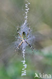 wasp spider (Argiope bruennichi)