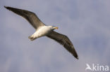 Zilvermeeuw (Larus argentatus)