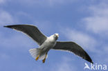 Zilvermeeuw (Larus argentatus)