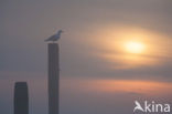 Zilvermeeuw (Larus argentatus)