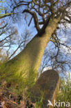 Common Oak