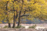 Zomereik (Quercus robur)