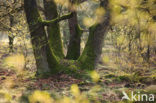 Zomereik (Quercus robur)