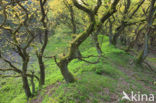 Common Oak