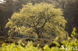 Zomereik (Quercus robur)