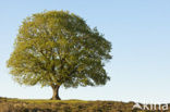 Common Oak