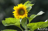Common Annual Sunflower (Helianthus annuus)