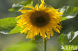 Common Annual Sunflower (Helianthus annuus)