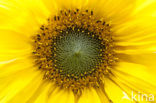 Zonnebloem (Helianthus annuus)