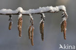 Zwarte els (Alnus glutinosa)