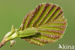 Zwarte els (Alnus glutinosa)