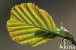 Zwarte els (Alnus glutinosa)