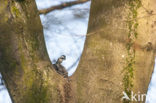 Coal Tit (Parus ater)