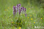 Aangebrande orchis (Neotinea ustulata) 