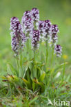 Aangebrande orchis (Neotinea ustulata) 