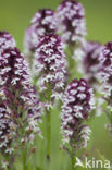 Aangebrande orchis (Neotinea ustulata) 