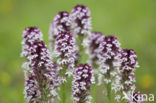 Aangebrande orchis (Neotinea ustulata) 