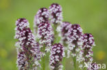 Aangebrande orchis (Neotinea ustulata) 