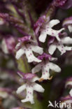 Aangebrande orchis (Neotinea ustulata) 