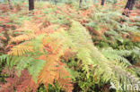 Western brackenfern (Pteridium aquilinum)