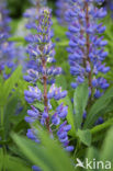 Alaska lupine (Lupinus nootkatensis)