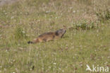 Alpine Marmot (Marmota marmota)