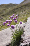 Armeria alpina