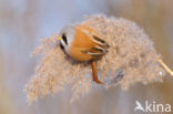 Bearded Reedling (Panurus biarmicus)