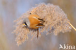 Bearded Reedling (Panurus biarmicus)