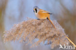 Bearded Reedling (Panurus biarmicus)