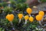 bog beacon (Mitrula paludosa)