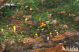 bog beacon (Mitrula paludosa)