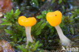 bog beacon (Mitrula paludosa)
