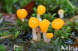bog beacon (Mitrula paludosa)