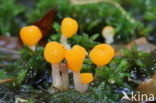 bog beacon (Mitrula paludosa)