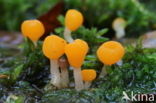 bog beacon (Mitrula paludosa)