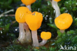 bog beacon (Mitrula paludosa)