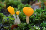bog beacon (Mitrula paludosa)