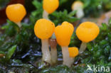 bog beacon (Mitrula paludosa)