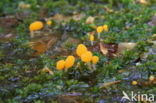 bog beacon (Mitrula paludosa)