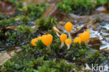 bog beacon (Mitrula paludosa)
