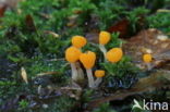 bog beacon (Mitrula paludosa)