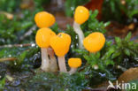 bog beacon (Mitrula paludosa)