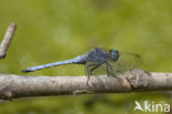 Beekoeverlibel (Orthetrum coerulescens anceps) 