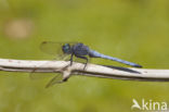 Beekoeverlibel (Orthetrum coerulescens anceps) 