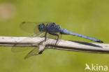 Beekoeverlibel (Orthetrum coerulescens anceps) 