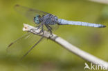 Beekoeverlibel (Orthetrum coerulescens anceps) 