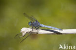 Beekoeverlibel (Orthetrum coerulescens anceps) 